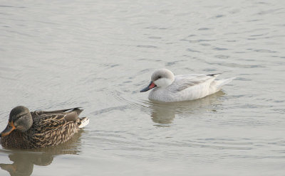 Canard des Bahamas avec femelle colvert , (McMasterville)