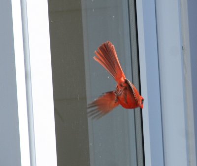 Cardinal rouge se battant avec son reflet, ïle Goyer