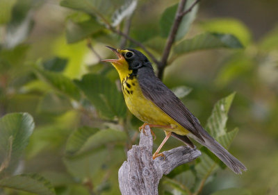 Paruline du Canada, (Canada Warbler), Kent Junction