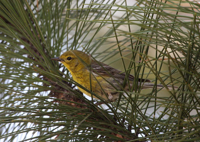 Paruline des pins (Pine Warbler)