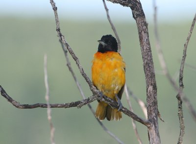 Oriole de Baltimore, Baltimore Oriole,  Nackawic