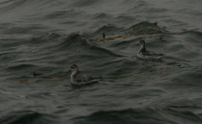 Phalaropes à bec large et étroit, Tadoussac