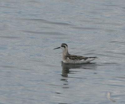 Phalarope à bec étroit, Tadoussac