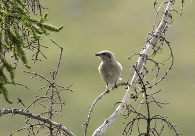 Juvnile Pie-griche  peine capable de voler