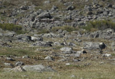 Lagopde alpin et son habitat