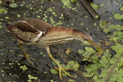 Petit Blongios (Least Bittern), Île Bizard