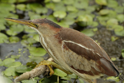 Petit Blongios (Least Bittern), Île Bizard