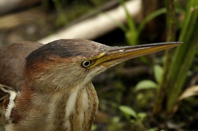 Petit Blongios (Least Bittern), Île Bizard