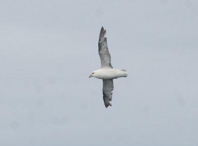 Fulmar boréal, golfe du St-Laurent