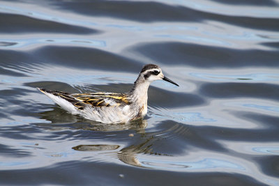 Phalarope à bec étroit, St-Basile-le-Grand (12/08/2010)