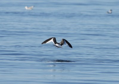 Mouette de Sabine, large de Tadoussac
