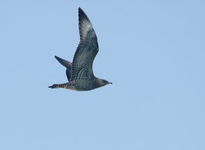 Labbe parasite, (Parasitic Jaeger),large de Tadoussac