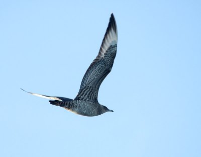 Labbe parasite, (Parasitic Jaeger),large de Tadoussac