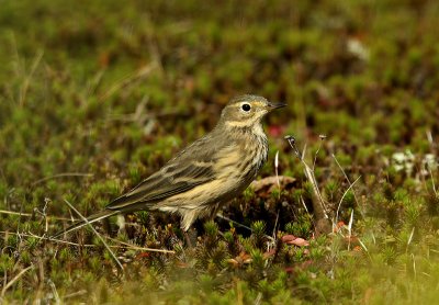 Pipit d'Amérique, Tadoussac