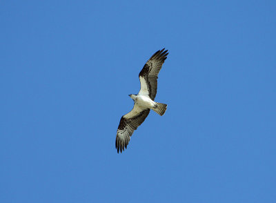 Balbuzard pêcheur, Tadoussac