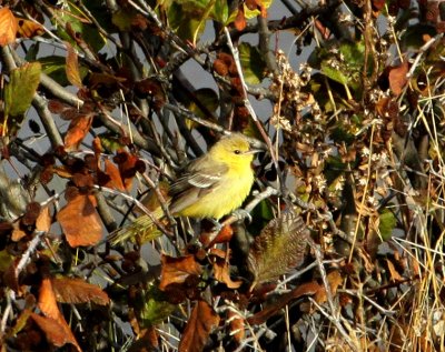 Oriole des vergers, Tadoussac