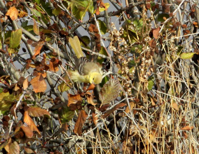 Oriole des vergers, Tadoussac