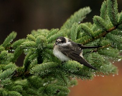 Hirondelle à front blanc, Isle-aux-Coudres
