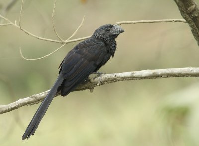 Ani  bec cannel (Groove-billed Ani)
