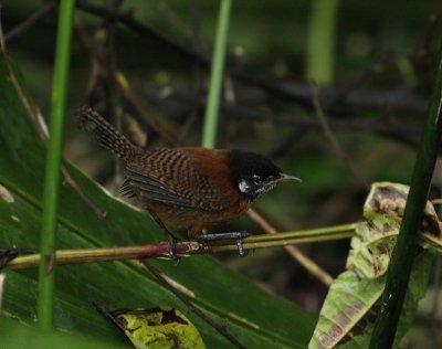 Troglodyte  calotte noire (Bay Wren)