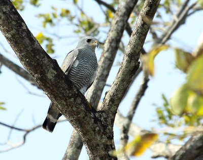 Buse cendr (Gray Hawk)
