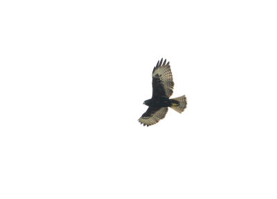 Buse  queue courte forme fonc (Dark-morph Short-tailed Hawk)