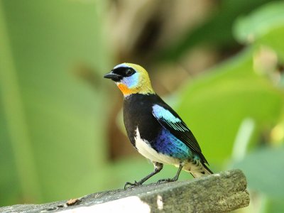 Calliste  coiffe d'or (Golden-hooded Tanager)