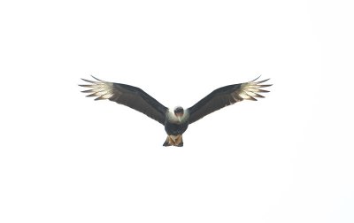 Caracara du Nord (Crested Caracara)