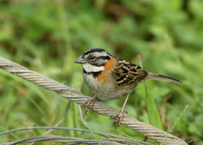 Bruant chingolo (Rufous-collared Sparrow)