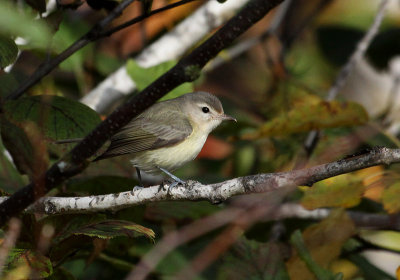 Viro mlodieux, Tadoussac