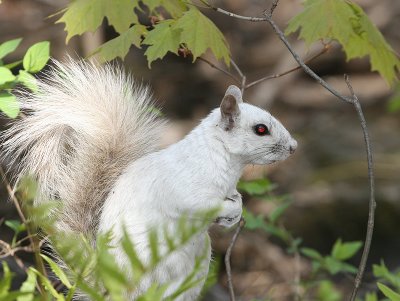 Écureuil gris albinos, albinistic Gray Squirrel (Mont Royal, 13/05/08)