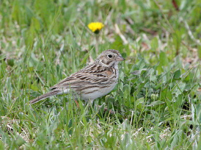 Bruant vespral, Vesper Sparrow (Bagotville, 19/05/08)