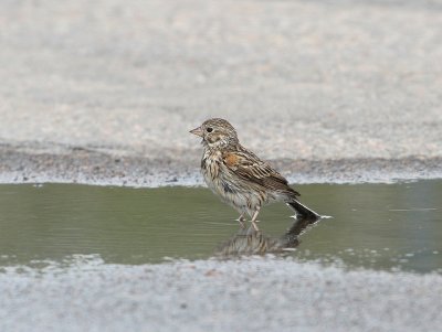Bruant vespral, Vesper Sparrow (Bagotville, 19/05/08)
