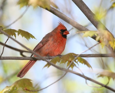 Cardinal rouge, Northern Cardinal (Ile Goyer, 12/05/08)