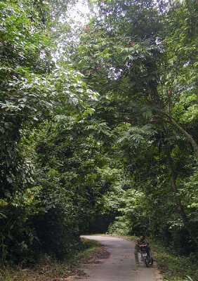 road through the forest.jpg