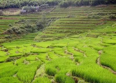 valley terraces.jpg