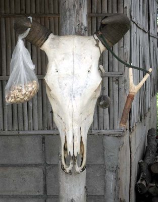 buffalo skull.jpg