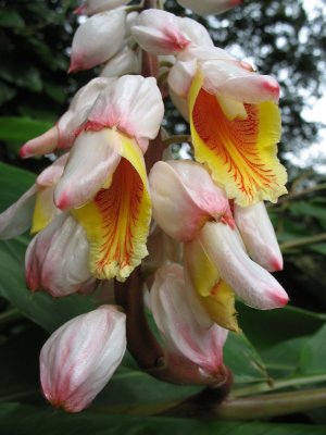 Orchids - Lyon Arboretum