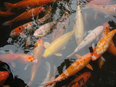 Koi  pond - Byodo-in Temple