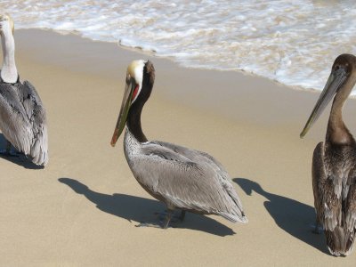 Penguins at Palmilla Beach