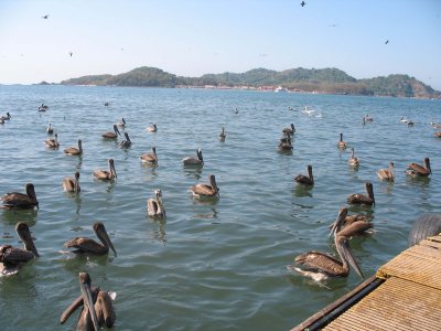 Pelicans at boat dock and view of Isla Ixtapa