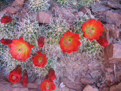 Red cactus flowers  - Mule Canyon near Blanding, Utah