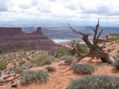 Dead tree and views from Dead Horse Point State Park near Moab, Utah