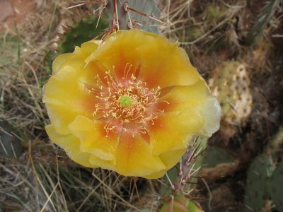 Yellow cactus flower - Hunters Canyon, Moab, Utah