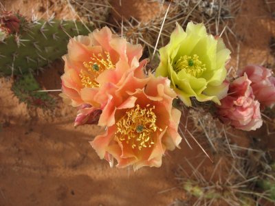 Three cactus flowers, Sand Flats, Moab, Utah