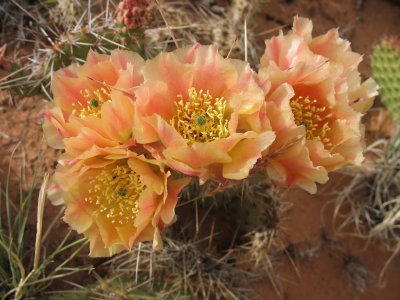 Four cactus flowers, Sand Flats, Moab, Utah