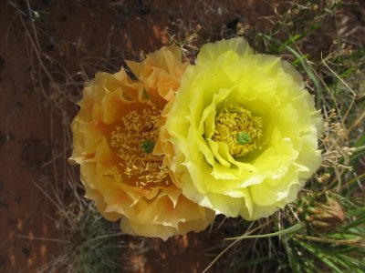 Two cactus flowers, Sand Flats, Moab, Utah