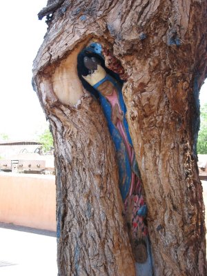 Saint and pigeon in tree, Old Town - Albuquerque, NM