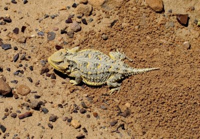 Horned toad, San Luis Mesa, New Mexico