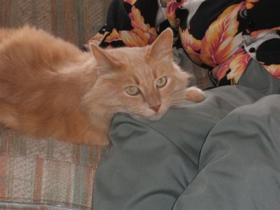 Cocoa - 2005